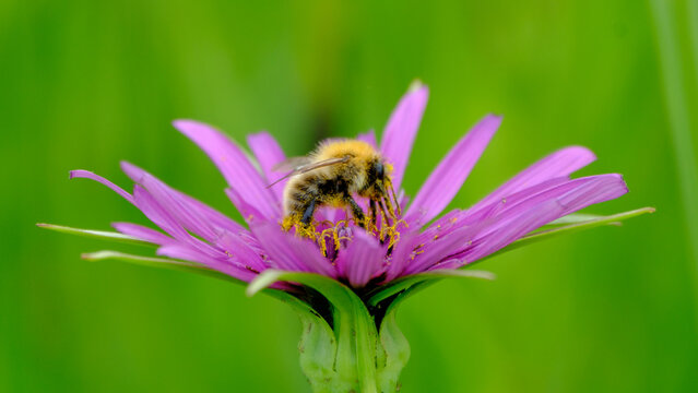 Bumble Bee gathering nectar from a flower