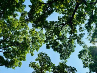 Fototapeta premium green leaves against blue sky