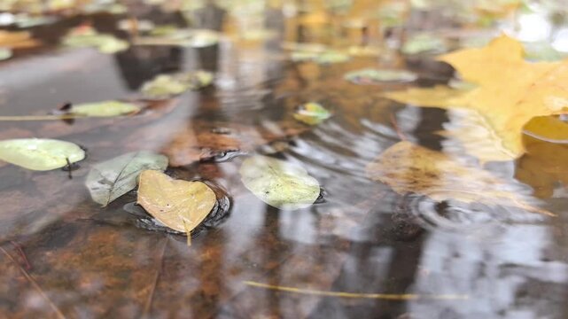 Golden leaves float serenely on a calm pond, reflecting the soft light of fall. Nature's artistry creates a peaceful, soothing atmosphere in this lovely autumn scene.