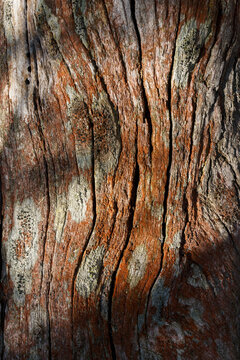 Dappled sun lights tree trunk covered in orange lichen