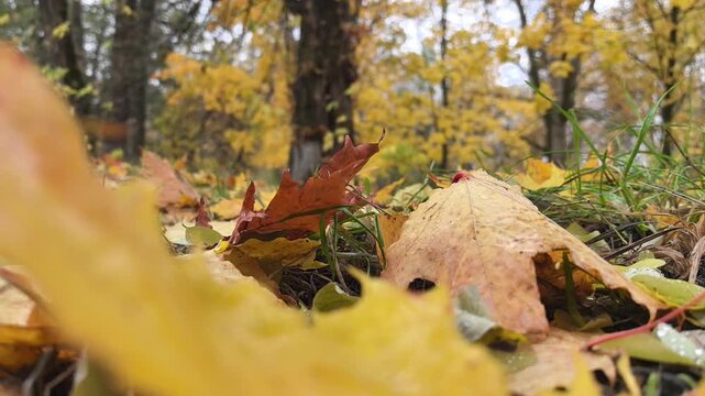 In a peaceful forest, vibrant autumn leaves blanket the ground. The rich hues of yellow, orange, and red create a stunning mosaic. Nature reveals its beauty as leaves dance in the gentle breeze.