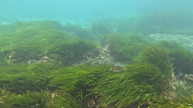 White seabream swimming over a green posidonia oceanica meadow on the seabed in the Mediterranean sea