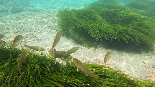 School of salema porgy swimming and grazing on Neptune grass in the clear Mediterranean sea