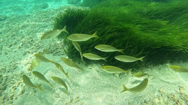 Sarpa salpa swim in a school over a bright sandy bottom, surrounding a patch of lush green seagrass