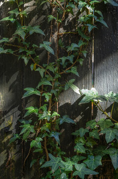 Close-up of ivy growing on wooden paling fence