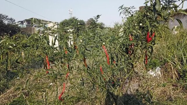 Red chili peppers growing on plant in agricultural field.