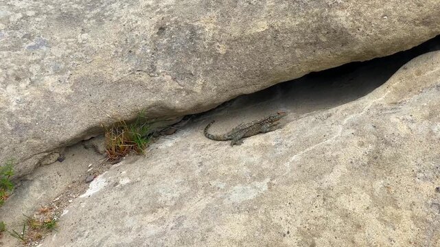 Caucasian agama resting beneath a rock ledge at Uplistsikhe in Georgia shows native reptile habitat among ancient stone ruins, supporting wildlife education, biodiversity media and regional travel