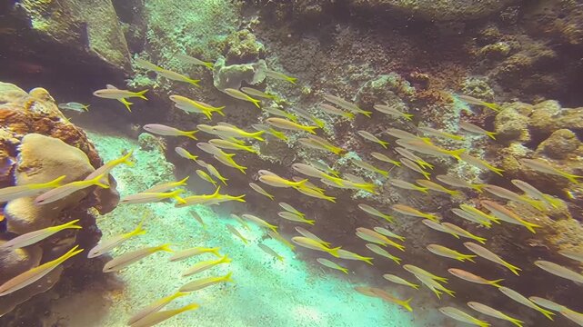 School of yellowtail snapper fish swimming gracefully near coral reef underwater
