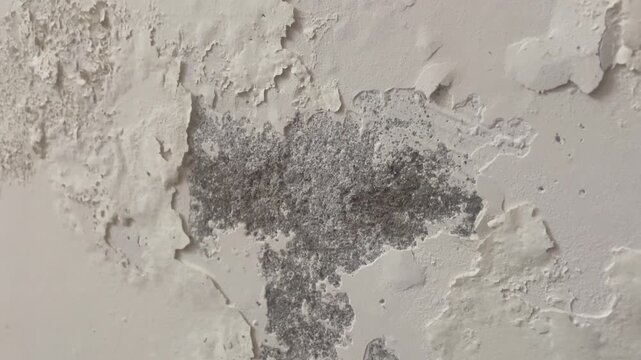 Peeling Wall Paint with Damp Mold Damage and Cracked Plaster Texture