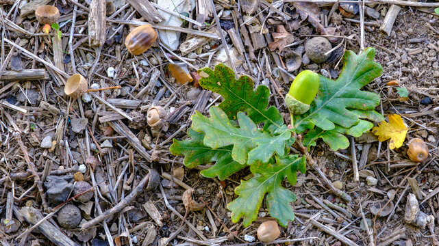 Autumn oak leaves and acorns