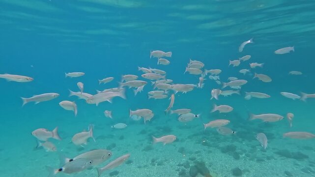 School of fish swimming underwater in a clear turquoise sea over a sandy bottom with sunlight reflections