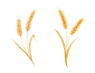 Obraz premium Watercolor wheat ears and grain illustrations set on white background. Hand drawn cereal botanical painting