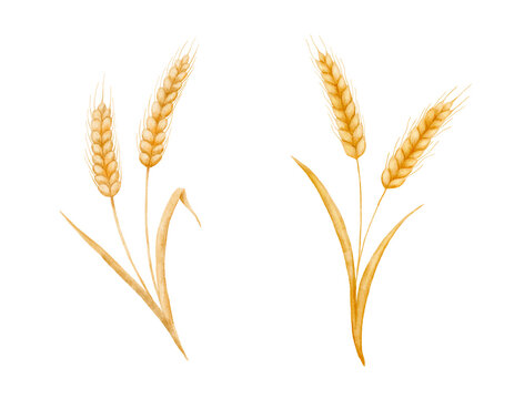 Watercolor wheat ears and grain illustrations set on white background. Hand drawn cereal botanical painting