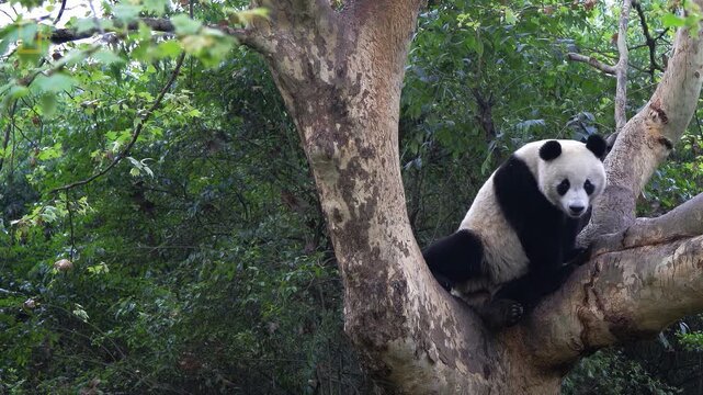 Giant panda resting on a large tree branch surrounded by lush green foliage