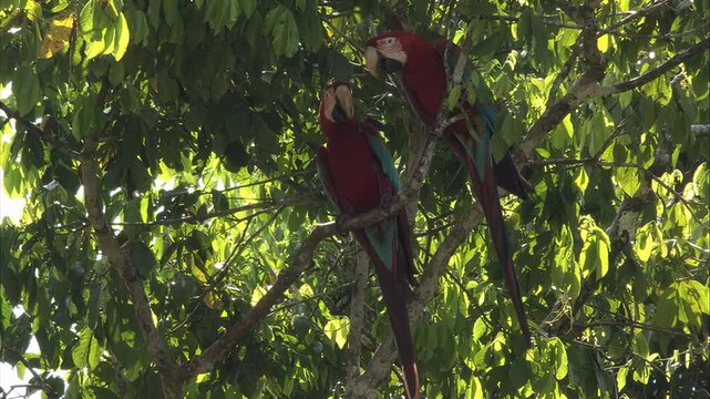Vibrant macaws perched amidst lush green foliage in a sun-dappled forest