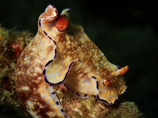 Colorful Nudibranch on Tropical Coral Reef © Nudibranch Thailand 