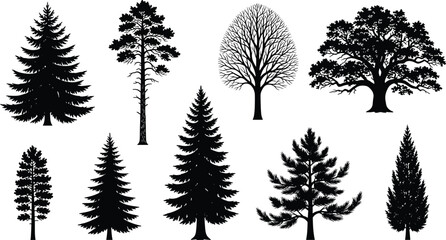 Fototapeta premium Detailed Tree Silhouette Set Featuring Spruce Pine Oak and Bare Branch Winter Systems for Forestry Environmental Conservation and Wooded Landscape Graphic Designs