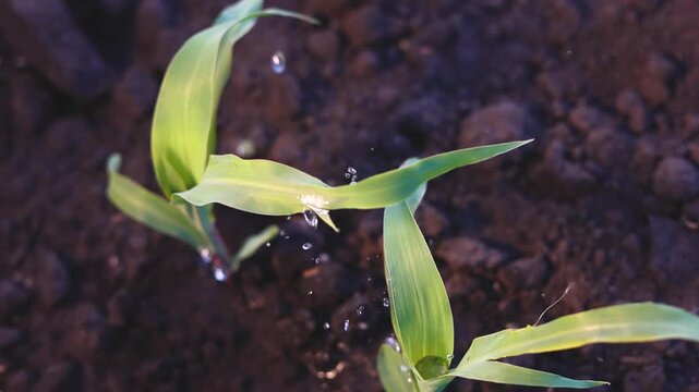 The green plants are growing in dark soil, showcasing droplets of water on their leaves. The vibrant plants reflect a healthy environment and nurturing care.