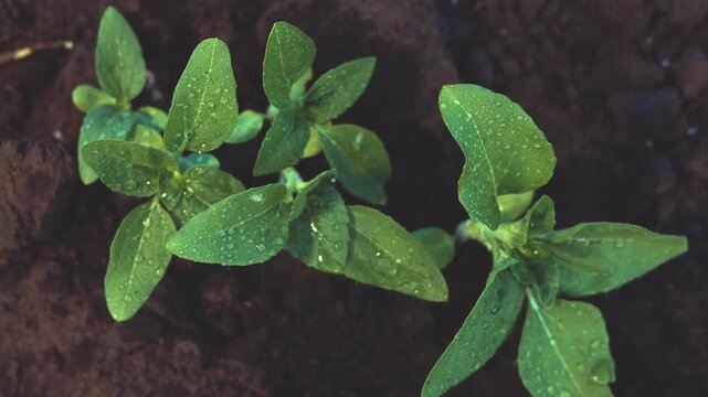 The green leaves glisten with droplets, indicating recent rain. Healthy green plants emerge from the dark soil, showcasing their vibrant foliage.