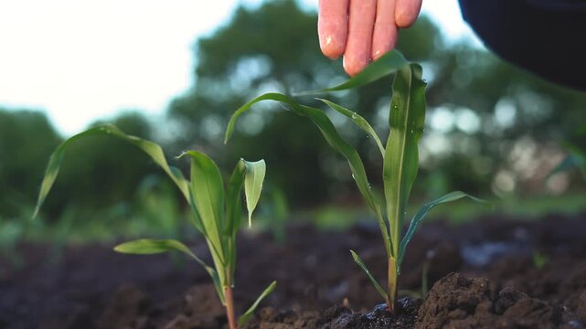 A man waters young corn plants. The man gently waters the corn plants while ensuring the corn leaves stay healthy and nourished.