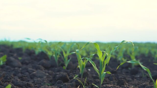 The field features rows of green corn plants surrounded by dark soil. The corn plants grow steadily under a cloudy sky, indicating a fertile environment.