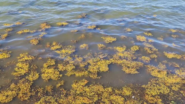 Yellow algae floating on the Baltic Sea surface