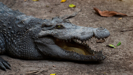 Obraz premium Crocodile face with open mouth