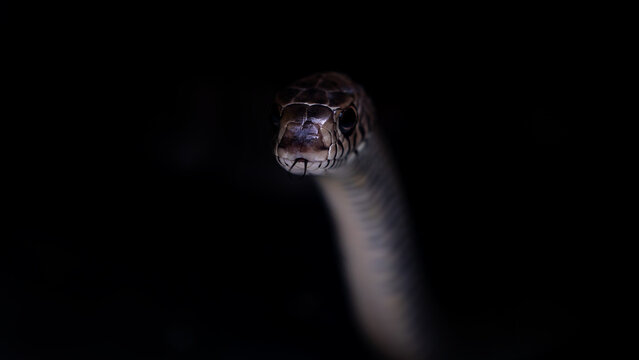 Snake in the dark with the tounge