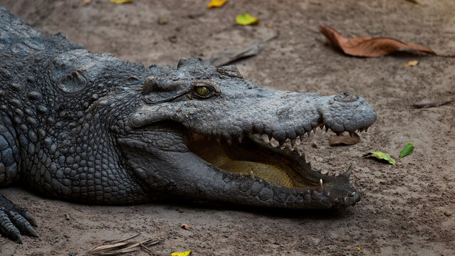 Crocodile face with open mouth