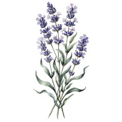 Obraz premium Lavender Watercolor Botanical Illustration Isolated on White Background | Hand Painted Floral Clipart