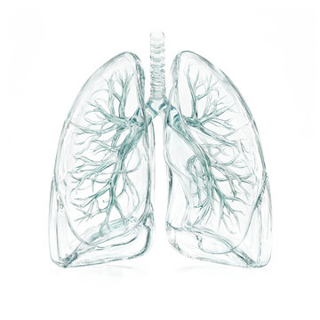 Human lungs anatomy 3d model isolated as medical organ visualization for healthcare and scientific design