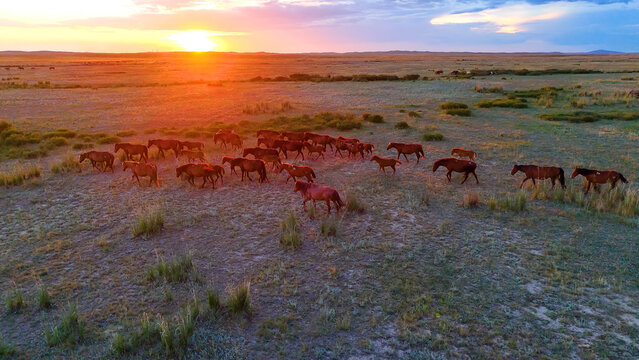 A herd of horses running across the steppe in Kazakhstan at sunset, drone view