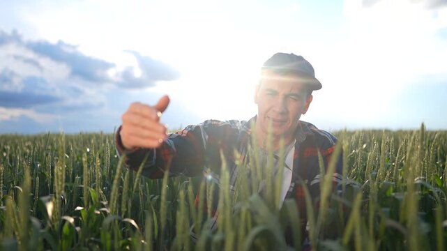 The man examines wheat plants in a vast field. The man gestures towards the wheat, discussing its growth and health under the bright sky.