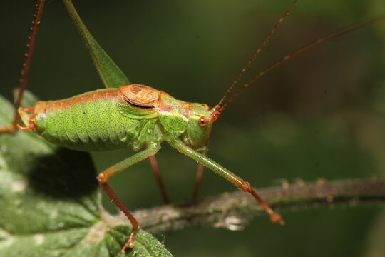 Bush Cricket
