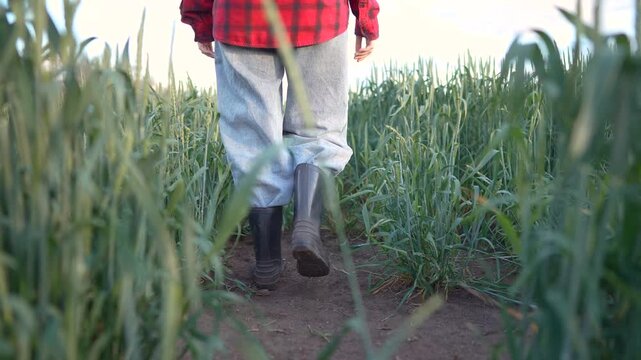 A man walks through wheat rows while wearing green boots and loose gray pants. The man wears a red plaid shirt on his journey through the lush green wheat.