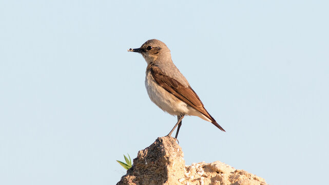 red backed shrike