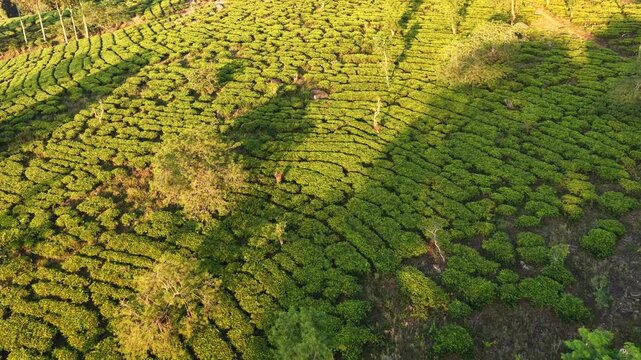 Aerial view of lush green tea plantation rows