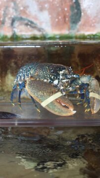 Blue lobster resting in a commercial seafood tank before being prepared for dinner