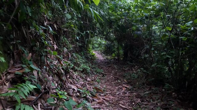 Narrow trail through dense tropical jungle, Khadim nagar National Forest, Sylhet, Bangladesh.