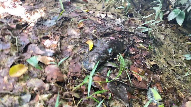 Close-up of decomposing rodent mouse on jungle forest floor among fallen leaves, nature, ecology, decay cycle and wildlife.