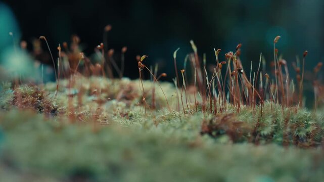 Extreme close up of moss sporophytes emerging from a damp moss-covered forest floor in shaded woodland, highlighting delicate stems, natural textures, and shallow focus