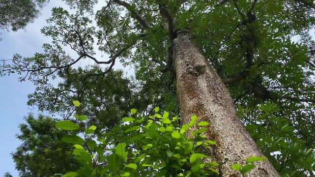 Alstonia scholaris tree in Khadimnagar forest, Sylhet, Bangladesh, with tall trunk, leafy canopy and tropical woodland habitat.