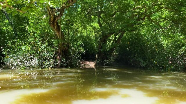 Flooded Sundarban mangrove forest, with muddy water, Karoch trees, green foliage and tropical wetland habitat.