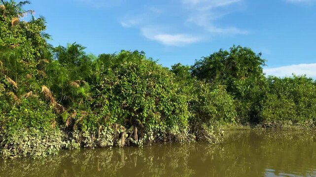 Dense green vegetation lining flooded Sundarban mangrove forest waterway under clear sky in Bangladesh.