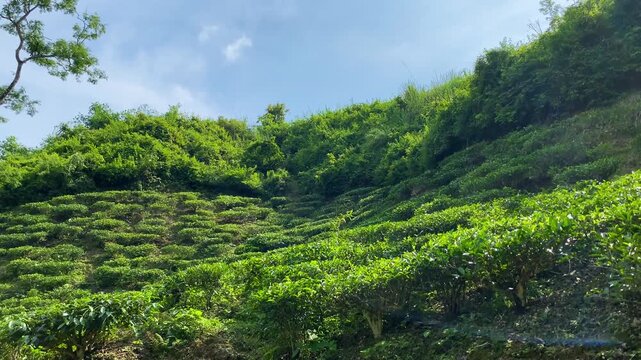Terraced tea garden rows climbing steep green hillside under blue sky, Khadimnagar, Sylhet, Bangladesh, agriculture, and nature landscape view.