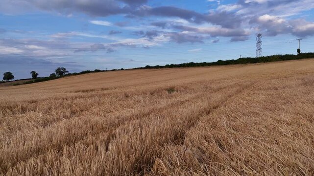 Low drone view of a harvested wheat field with crop stubble stretching across Strathmore Valley beneath a dramatic evening sky, showcasing the rural agricultural landscape after harvest