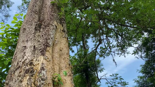 Tilt-down shot of tall blackboard tree (devil's tree) trunk rising into green canopy, Khadimnagar, Sylhet, Bangladesh.
