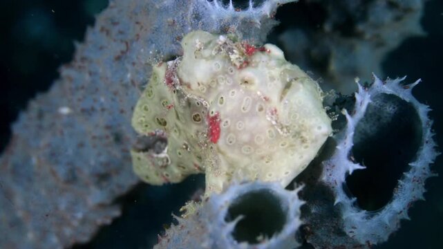 Detailed 4K macro underwater observation focusing tightly on the eye, gill opening, and uniquely textured, bumpy skin of a frogfish in Lembeh Strait.