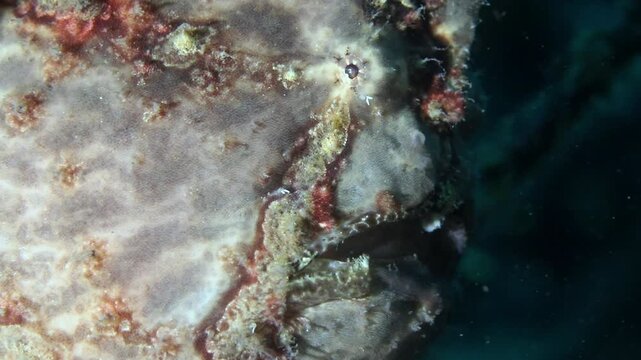 Detailed 4K macro underwater observation focusing tightly on the eye, gill opening, and uniquely textured, bumpy skin of a frogfish in Lembeh Strait.