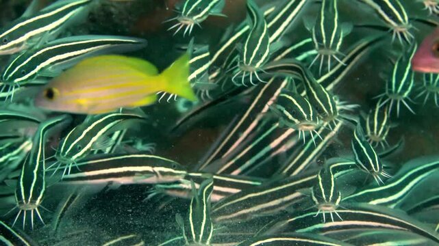High-resolution 4K underwater video capturing a dense, synchronized ball of juvenile striped eel catfish rolling together